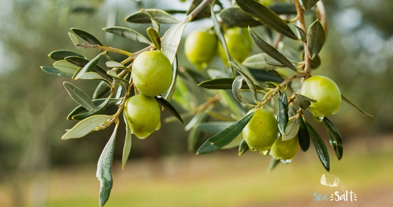 Φτιάξτε τις δικές σας ελιές με «θαλασσινό αλάτι ΧΙΩΝ ΜΑΓΕΙΡΑΣ έξτρα Χονδρό»